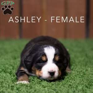 Ashley, Bernese Mountain Dog Puppy